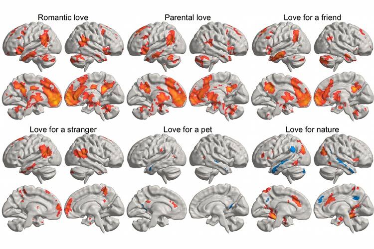 Neurociencia y apego: claves para comprender la violencia feminicida tras una ruptura.